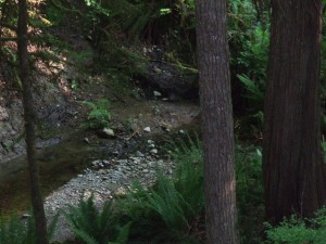 A creek in the forest just off the trail DSCF3037 300x225 A creek in the forest just off the trail