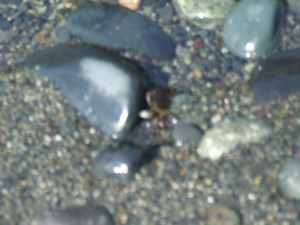DSCF3047 300x225 Life in the tide pool