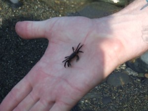 DSCF3049 300x225 Crabby Hand