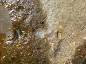 DSCF3051 300x225 Fossil Shells Embedded in the rock