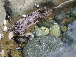 DSCF3056 300x225 Pink Coral, Abalone, and other life in the pool.