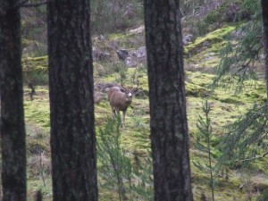 This 5 point buck was eyeing us