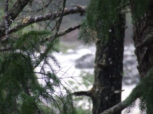 DSCF3690 300x225 The damp forest