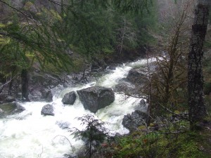 Sooke River running high from the rains DSCF3708 300x225 Sooke River running high from the rains