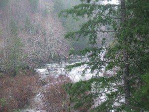 Sooke River running high from the rains DSCF3711 300x225 Sooke River running high from the rains