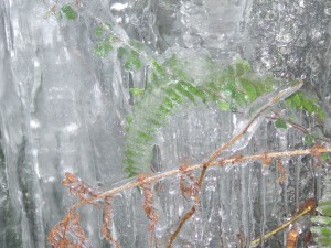 DSCF3733 300x225 Ferns encased in ice the Iceage is back!!!
