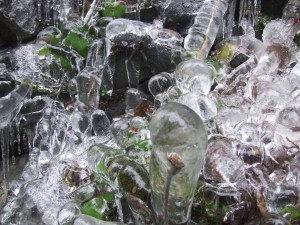 DSCF3757 300x225 Ice formations over plants help to freeze them.