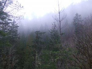 Great shot of the Sooke Hills pretty foggy today this was taken just before noon. DSCF3854 300x225 Great shot of the Sooke Hills pretty foggy today this was taken just before noon.