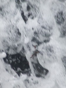 Life trapped in the water fall DSCF3891 225x300 Life trapped in the water fall