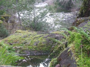 DSCF3919 300x225 Pond by the river