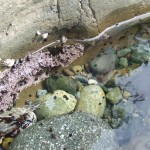 French Beach Tide Pools