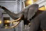 elephant-in-the-room