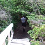 Across the bridge and into the forest