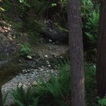 A creek in the forest just off the trail