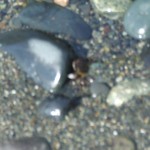 Life in the tide pool