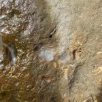 Fossil Shells Embedded in the rock