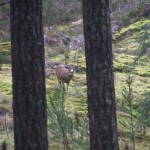 This 5 point buck was eyeing us