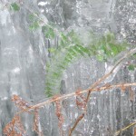 Ferns encased in ice the Iceage is back!!!