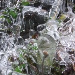 Ice formations over plants help to freeze them.