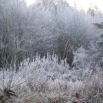 Frost covered trees and grass in Leechtown 9:30am