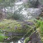 Pond by the river